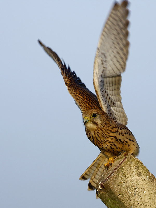 Common Kestrel
