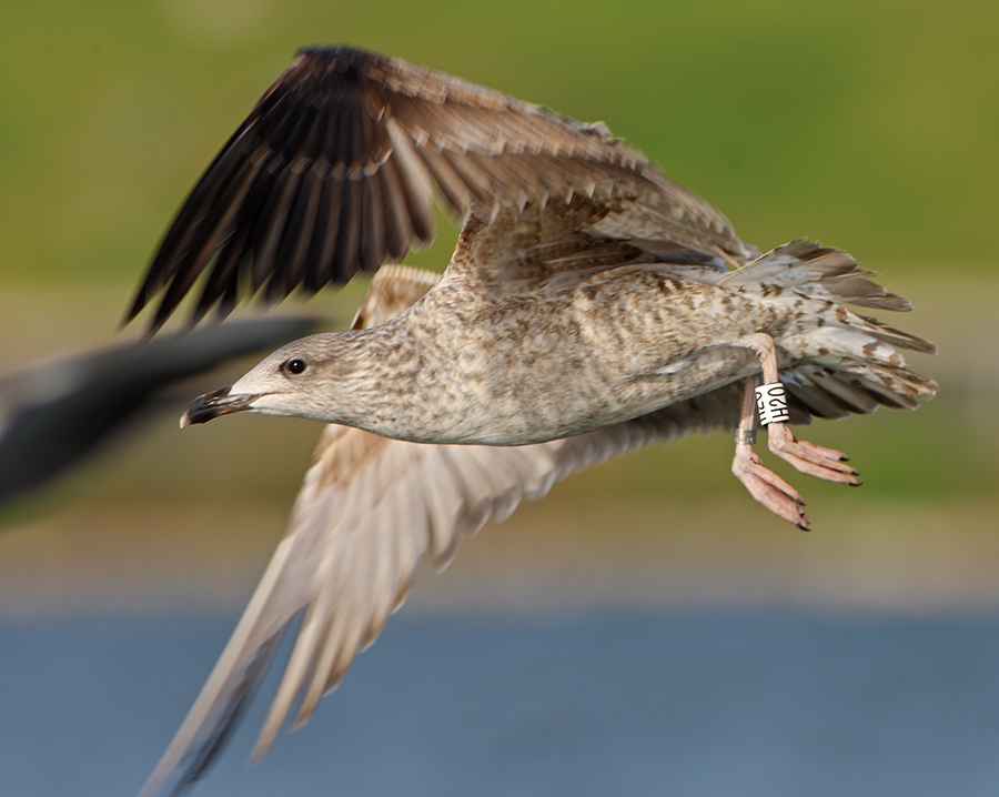 Yellow-legged Gull