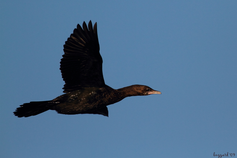 Pygmy Cormorant
