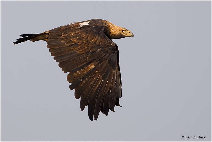 Eastern Imperial Eagle