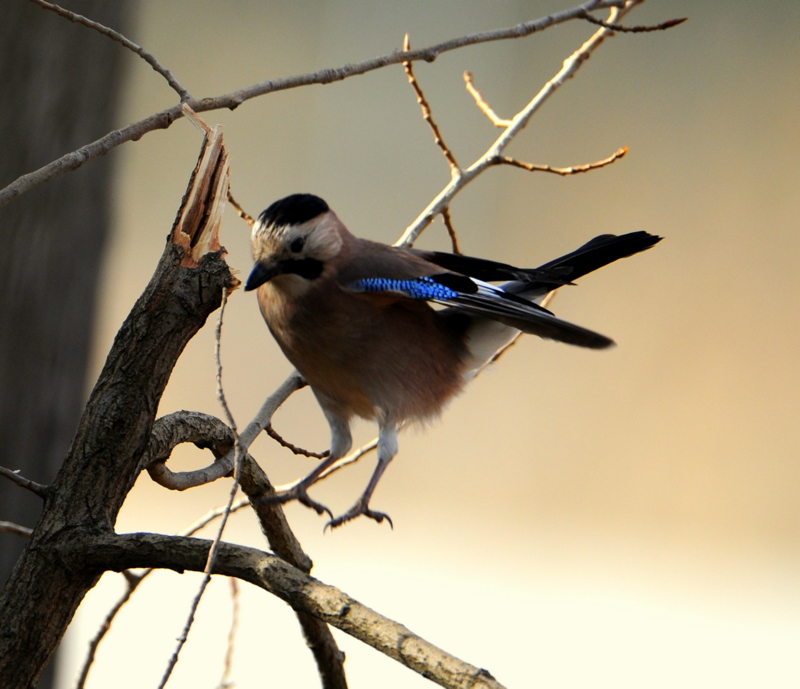 Eurasian Jay