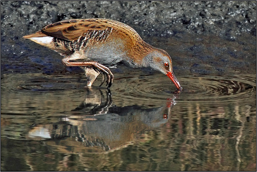 Water Rail
