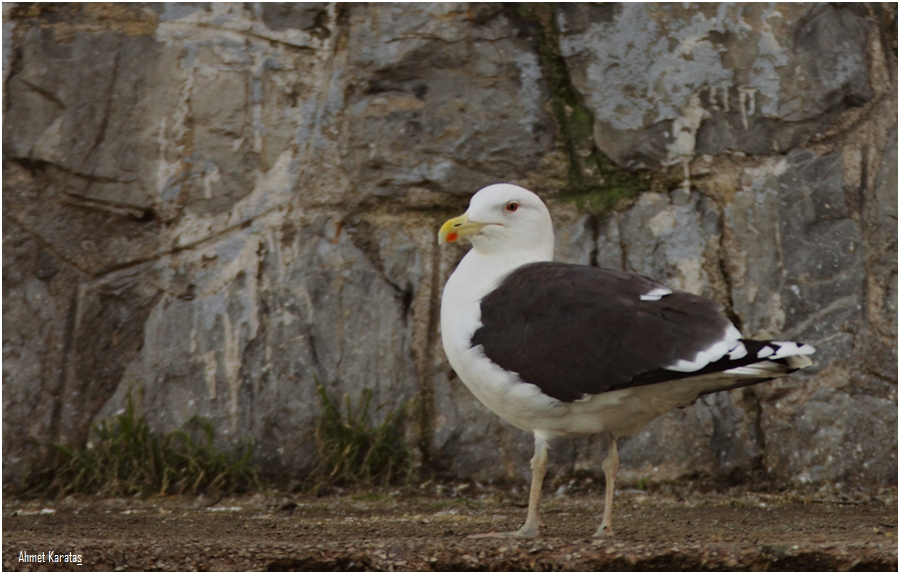Great Black-backed Gull