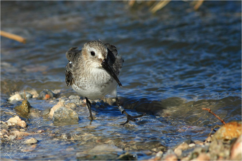 Dunlin