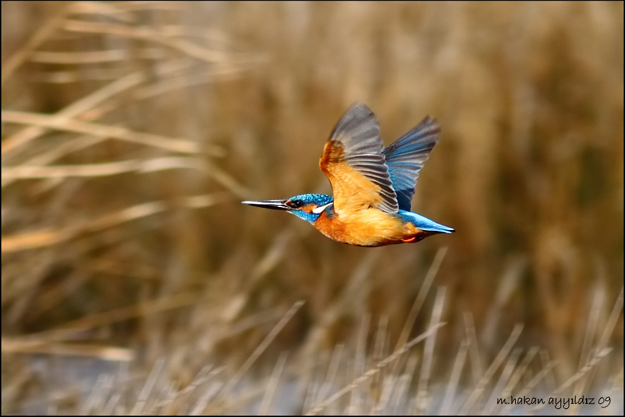 Common Kingfisher