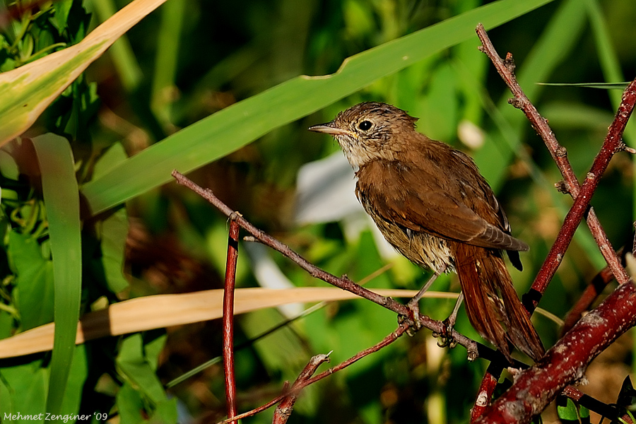 Common Nightingale