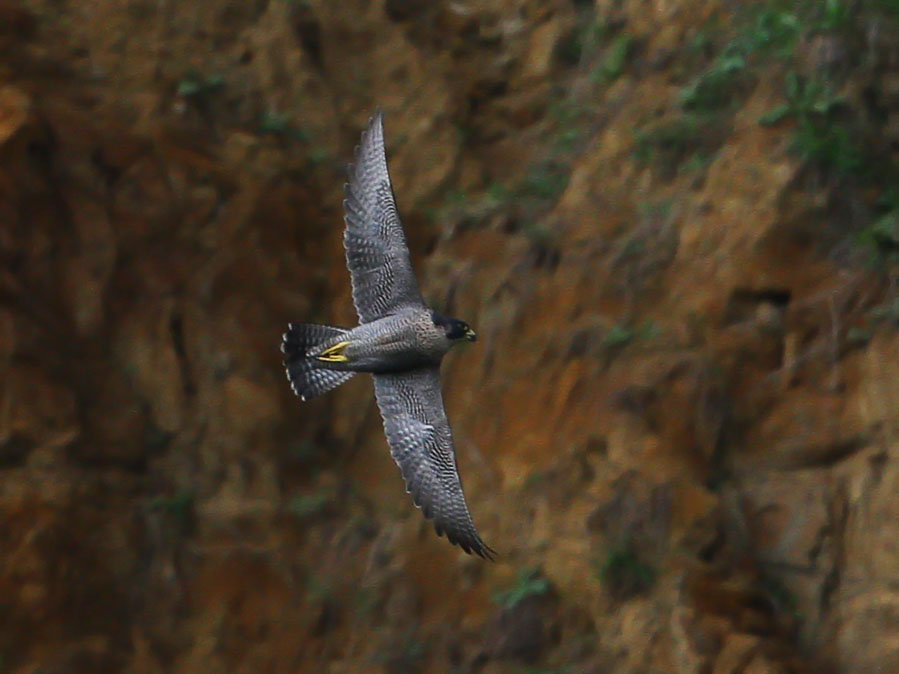 Peregrine Falcon