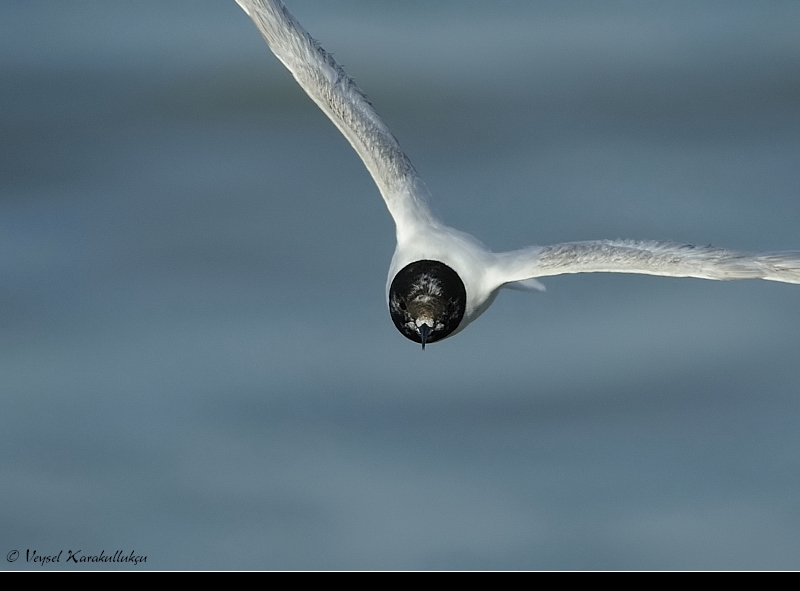 Little Gull