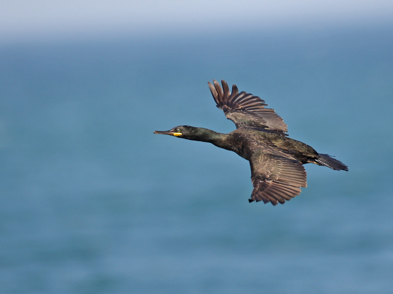 European Shag