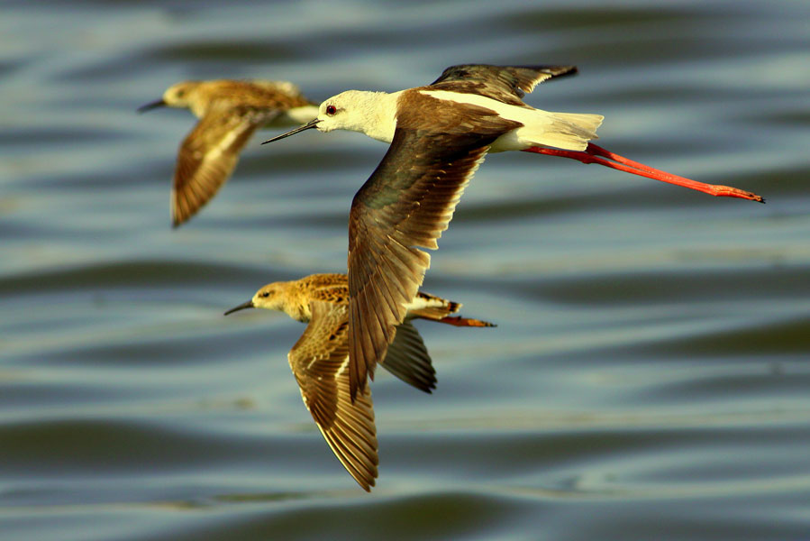 Black-winged Stilt