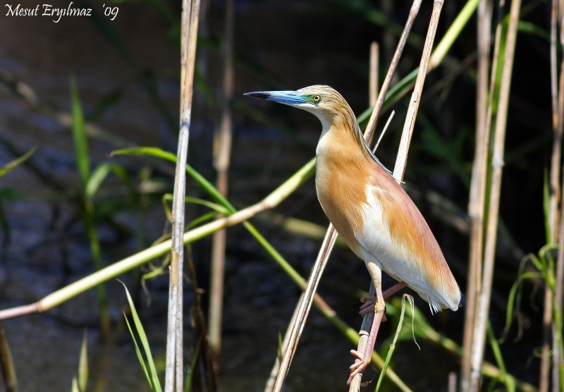 Squacco Heron