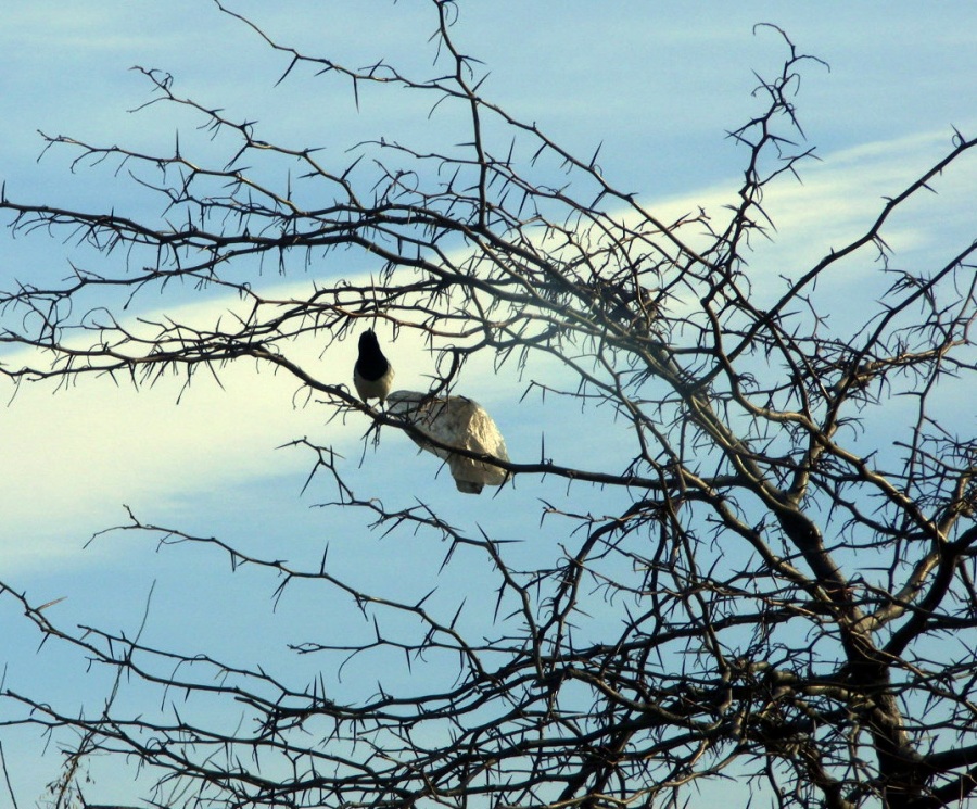 Eurasian Magpie