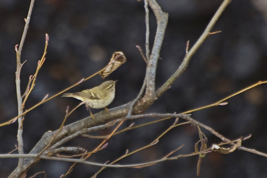 Yellow-browed Warbler