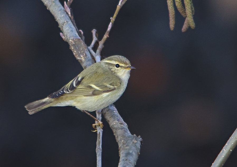 Yellow-browed Warbler