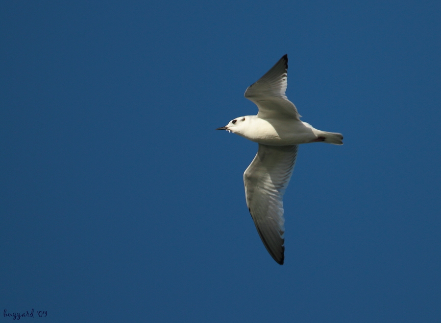 Little Gull