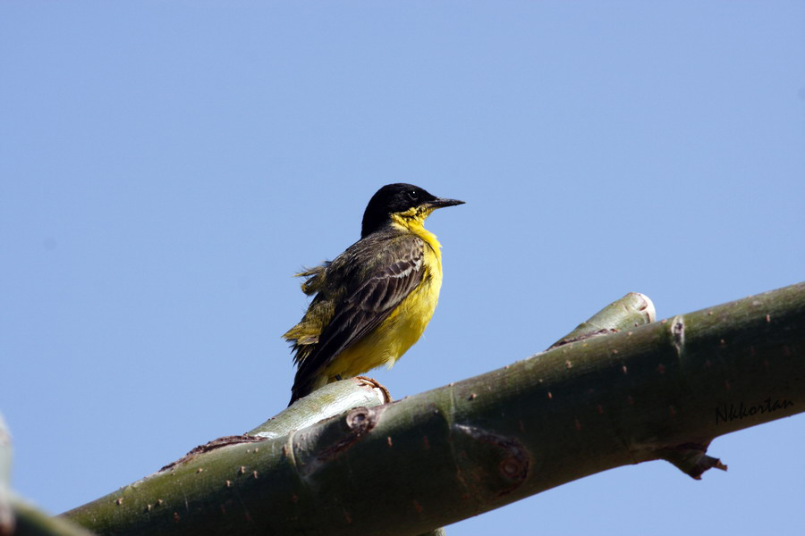 Western Yellow Wagtail