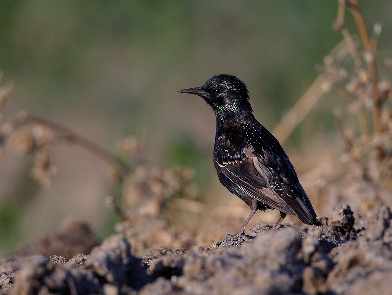 Common Starling