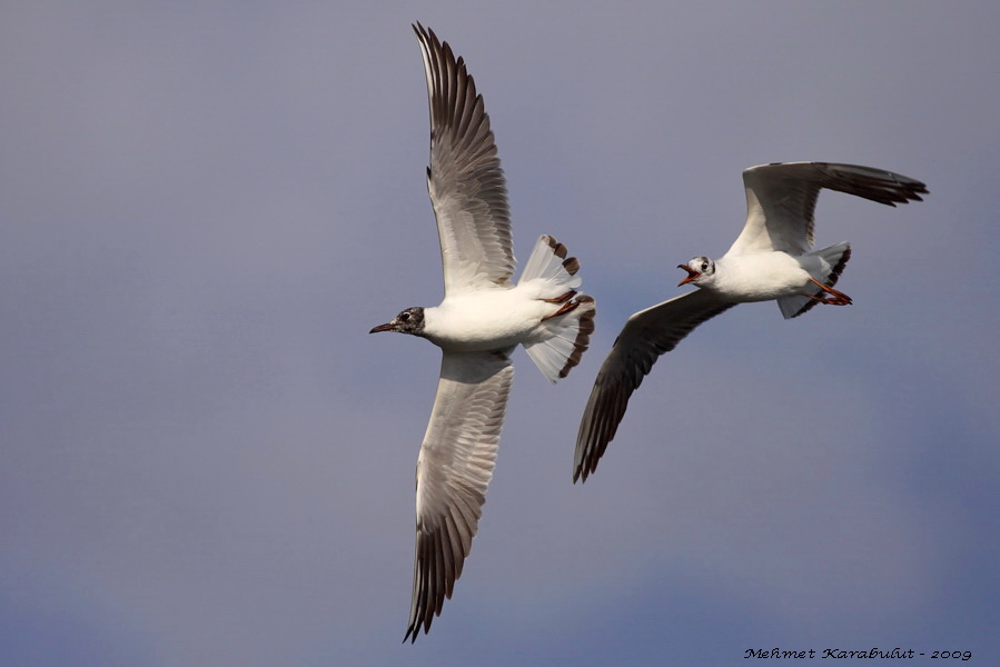 Black-headed Gull