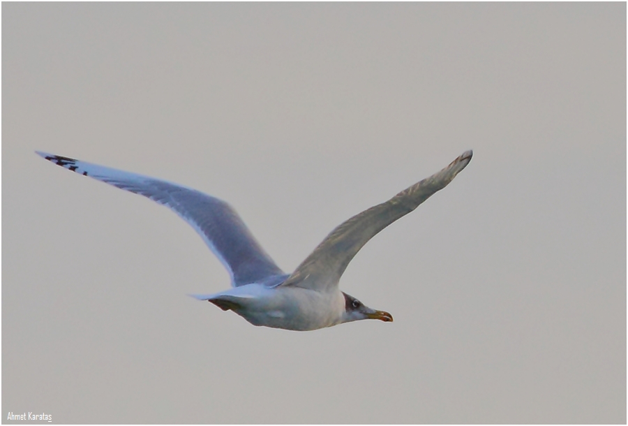 Pallas`s Gull