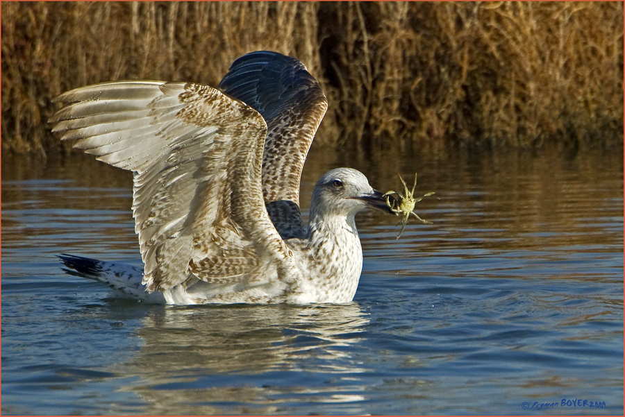 Yellow-legged Gull