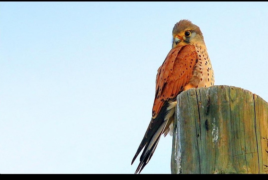 Common Kestrel