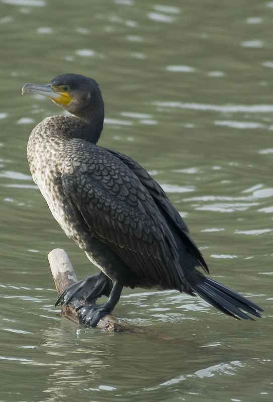 Great Cormorant