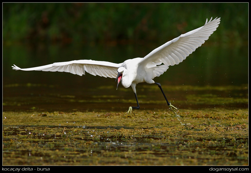 Little Egret