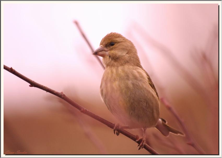 European Greenfinch