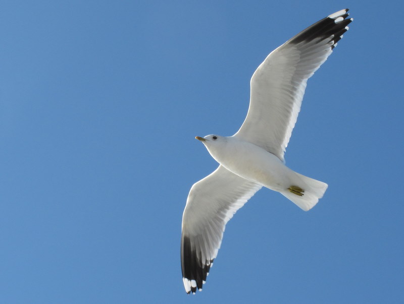 Common Gull
