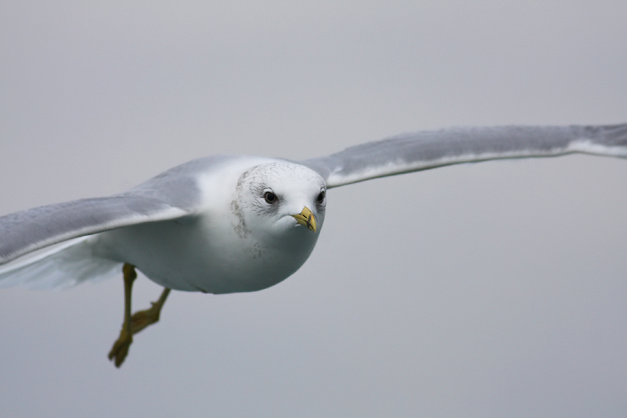 Common Gull