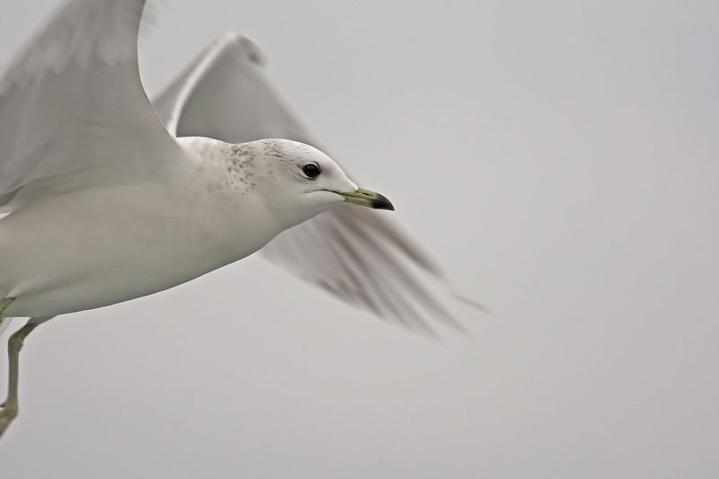 Common Gull