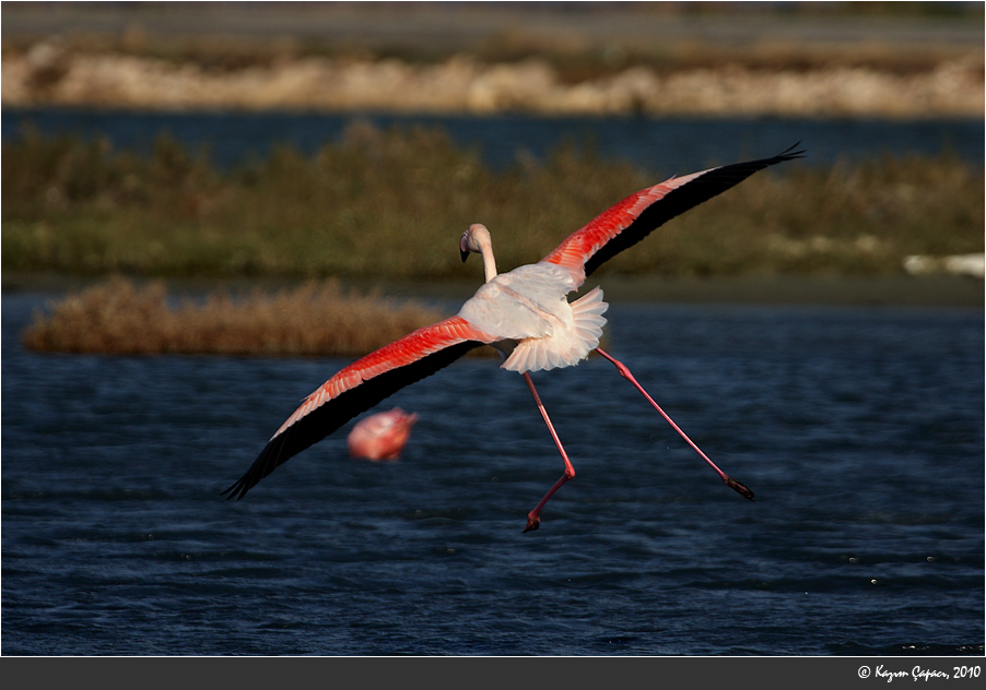 Lesser Flamingo