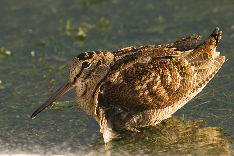 Eurasian Woodcock