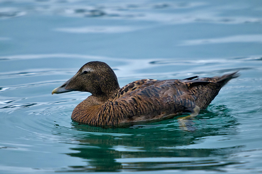 Common Eider