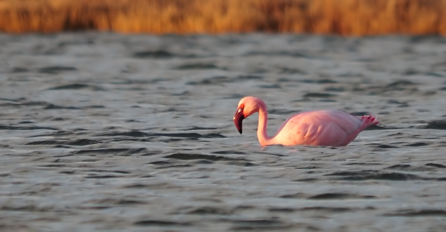 Lesser Flamingo