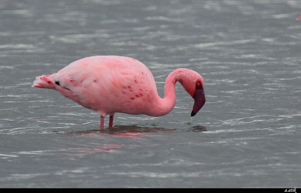 Lesser Flamingo