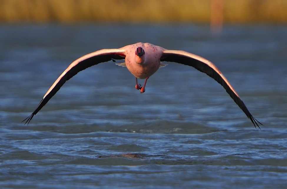 Lesser Flamingo