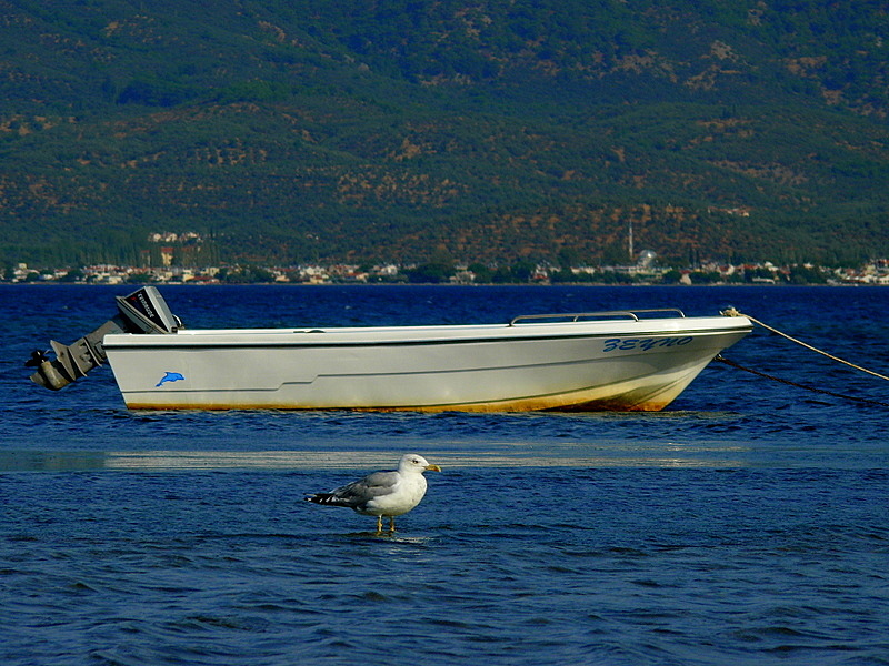 Gümüş Martı