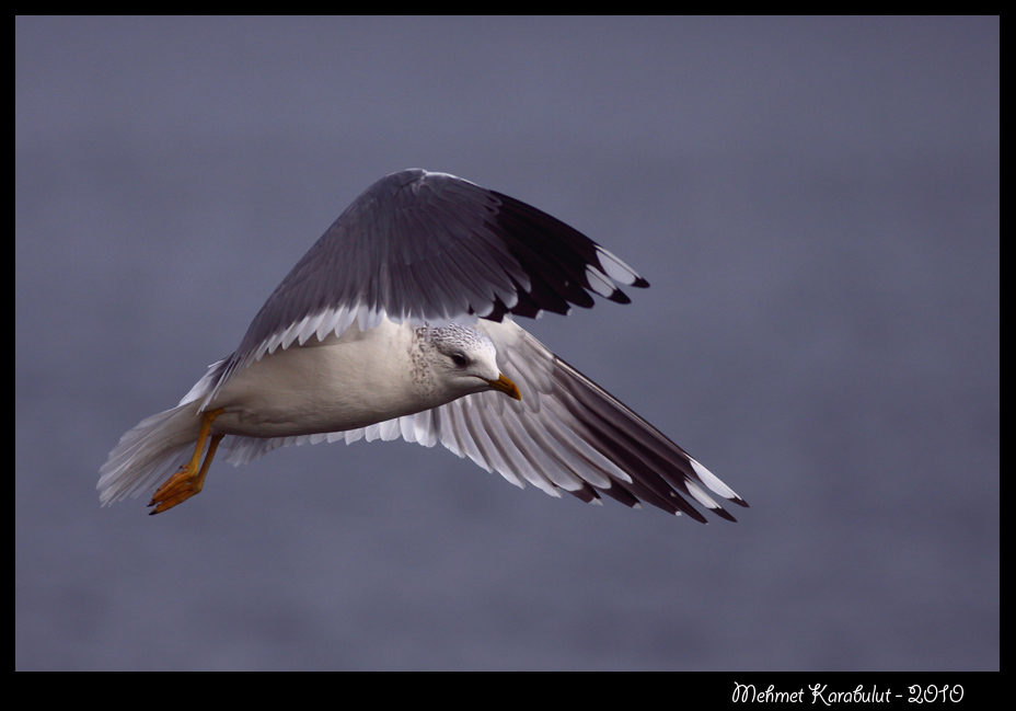 Common Gull