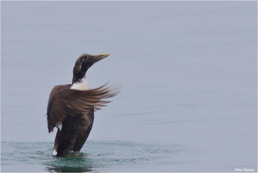 Common Eider