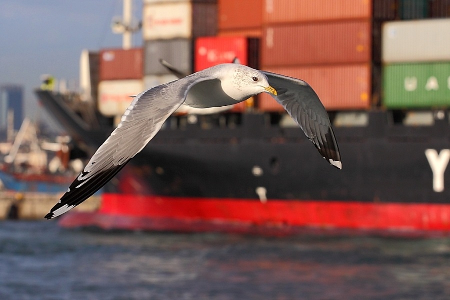 Common Gull