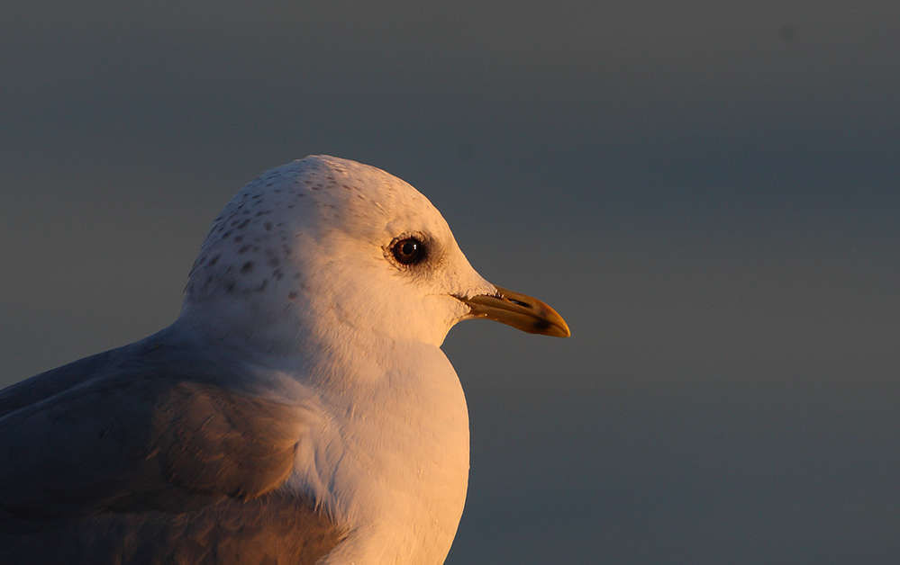 Common Gull