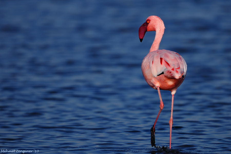 Lesser Flamingo