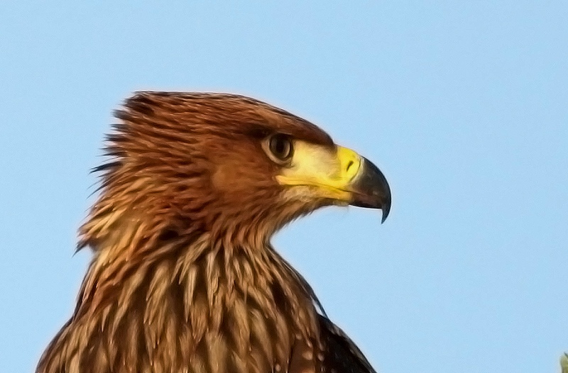 Şah Kartal
