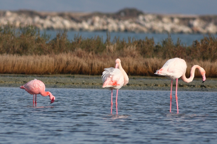 Lesser Flamingo