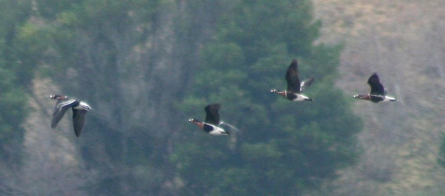 Sibirya Kazı