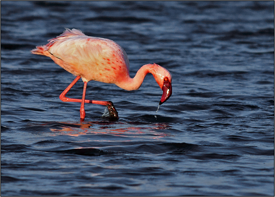 Lesser Flamingo