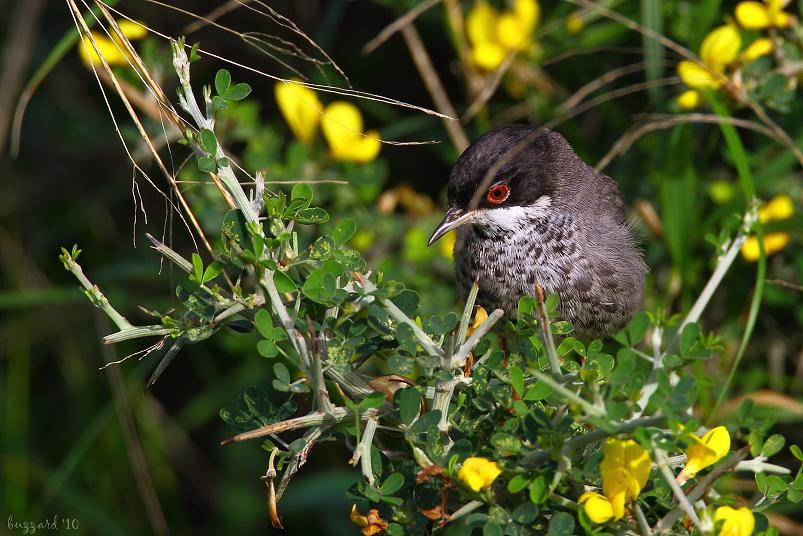 Cyprus Warbler