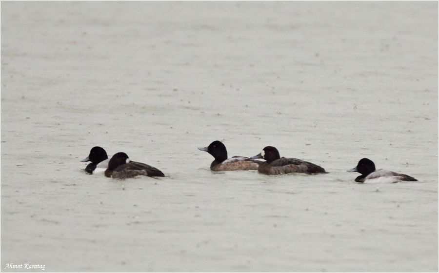 Greater Scaup
