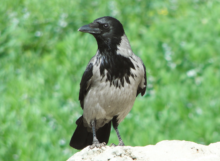 Leş Kargası